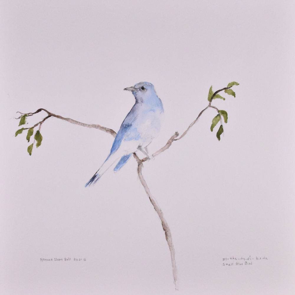 Small Blue Bird
zitk&aacute;to č&iacute;k&rsquo;ala
Watercolor on paper, 12&rdquo; x 12&rdquo;
&copy; 2021 Arthur Short Bull