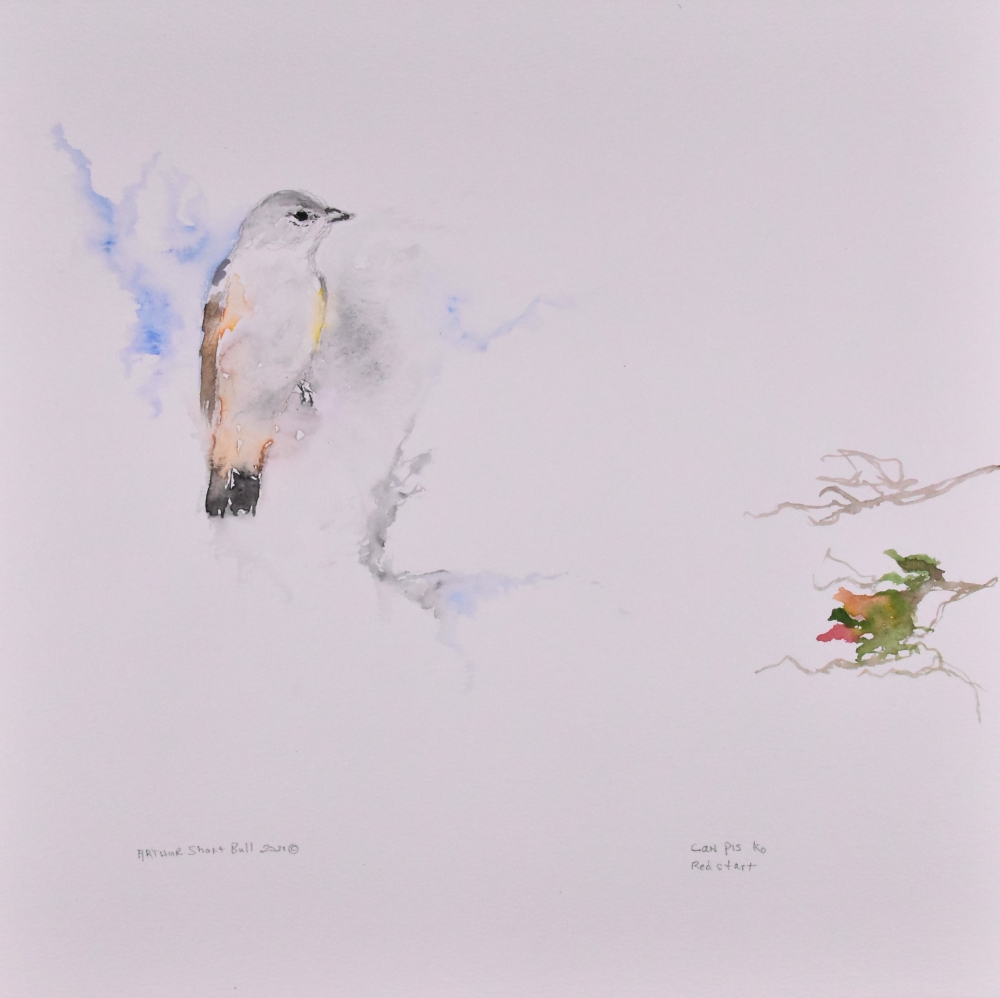 Redstart
č&aacute;npi&scaron;ko
Watercolor on paper, 12&rdquo; x 12&rdquo;
&copy; 2021 Arthur Short Bull
