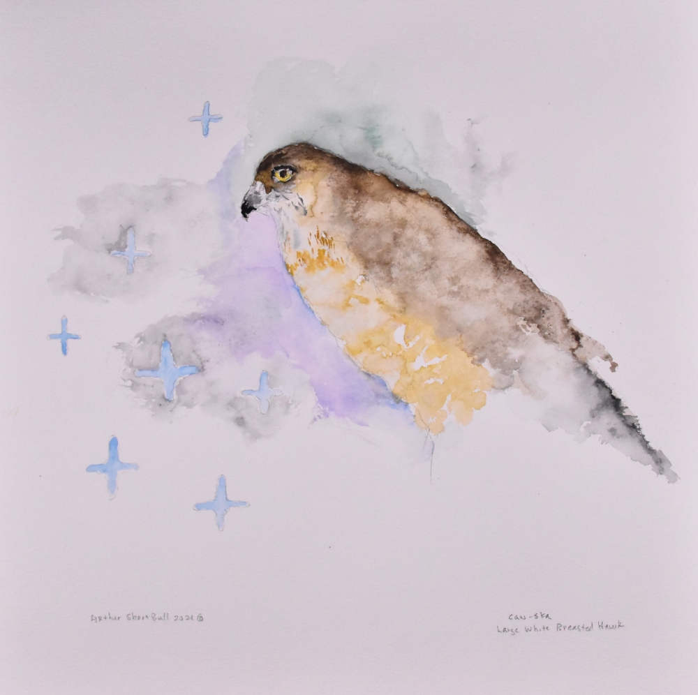 Large White Breasted Hawk
čan&scaron;k&aacute;
Watercolor on paper, 12&rdquo; x 12&rdquo;
&copy; 2021 Arthur Short Bull